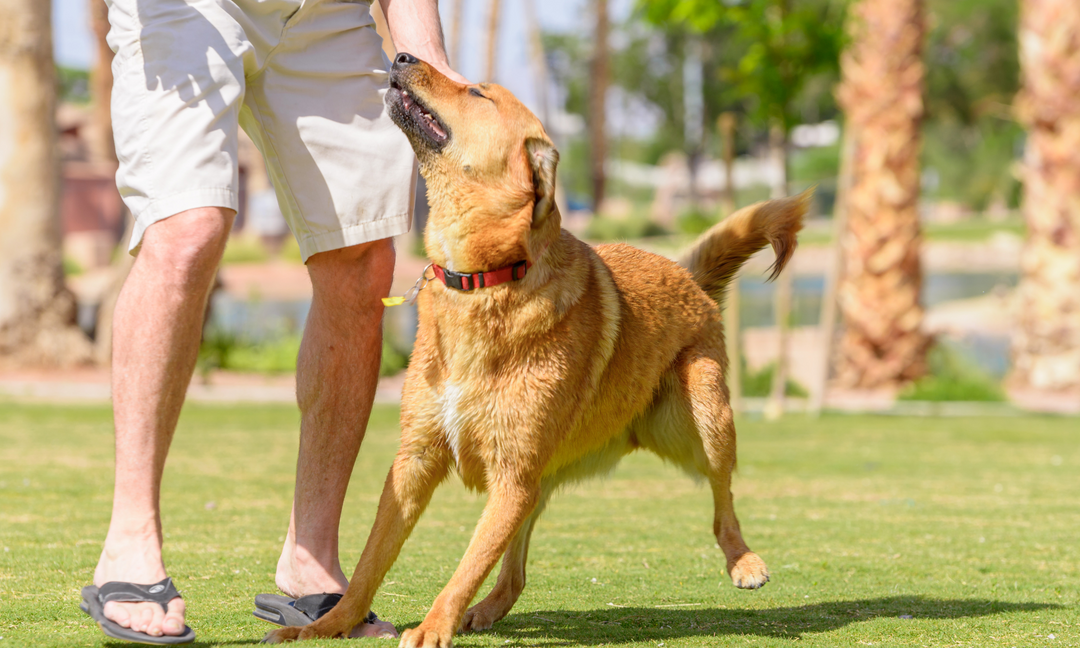Happy golden-brown dog enjoying playtime with its owner outdoors, symbolising health, vitality, and the bond between pets and their humans.