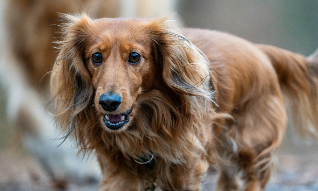 From Fluffy Sausage Dog to Energetic Pup: Gut Health Tips for Dachshund Parents
