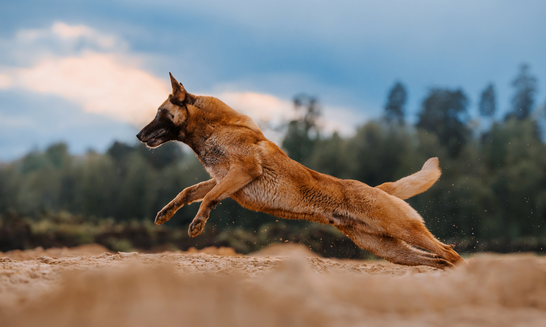 A happy senior dog running